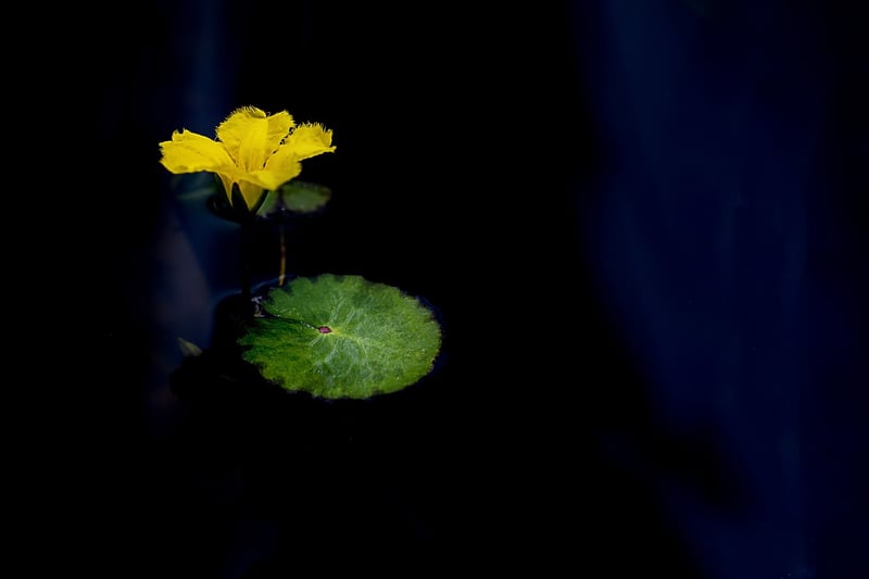 Mind and Body Harmony